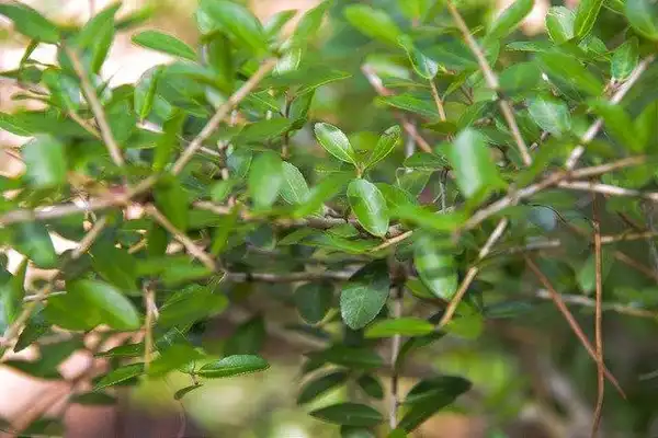 Photo of Ilex vomitoria - Leaves:G.D. Rainwater