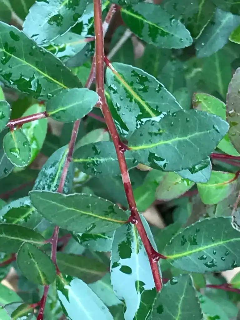 Photo of Ilex vomitoria - Leaf and stem:K. Andre