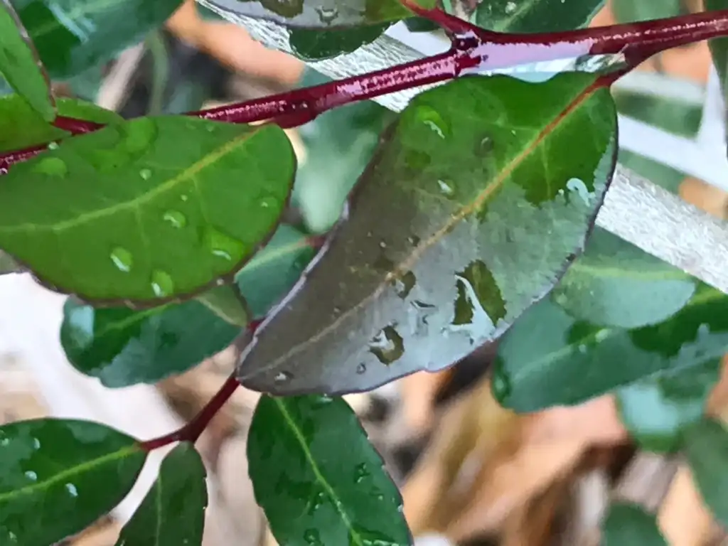 Photo of Ilex vomitoria - Leaf closeup:K. Andre