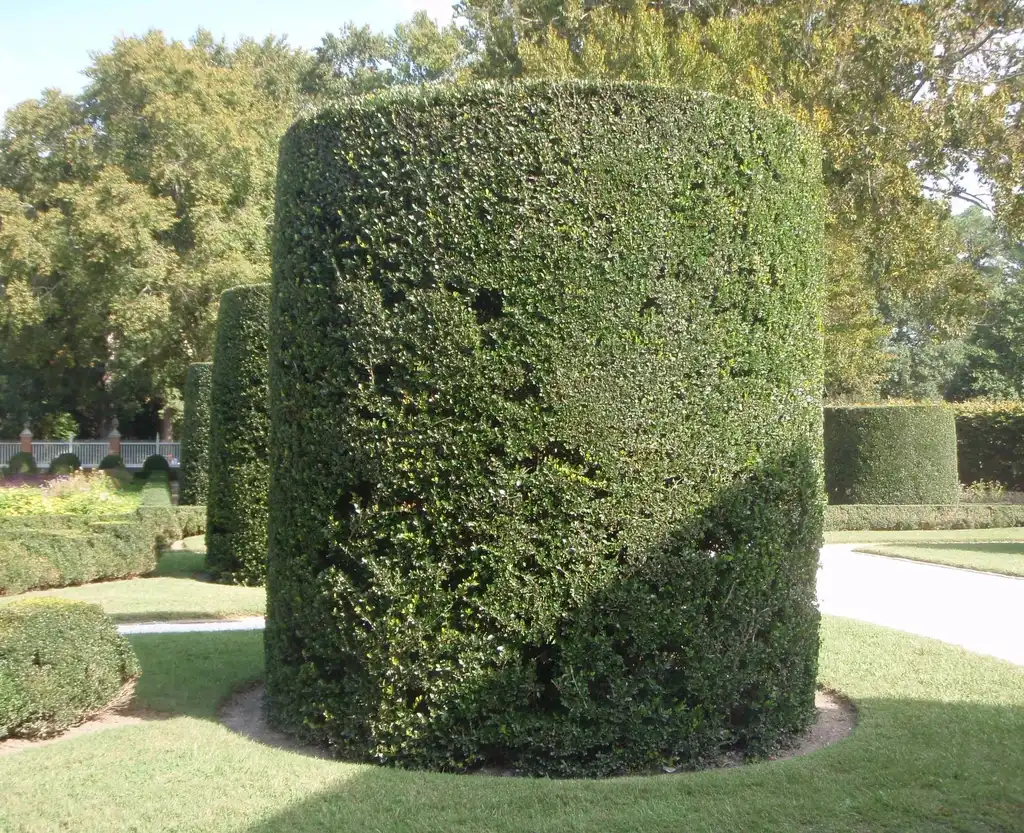 Photo of Ilex vomitoria - Hedge:Jim Robbins