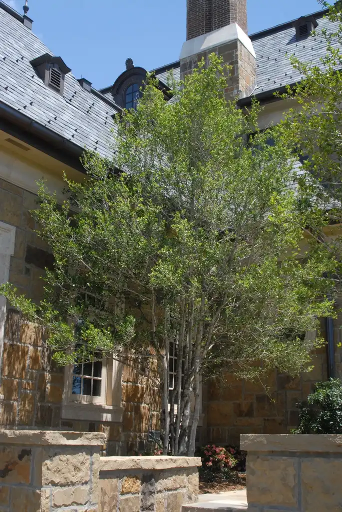 Photo of Ilex vomitoria - Form:Jim Robbins