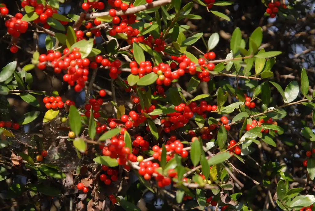 Photo of Ilex vomitoria - Fruit and Leaves:Jim Robbins