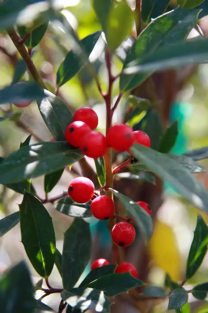 Foto de Ilex x attenuata 'Fosteri' (Ilex x attenuata 'Fosteri's)