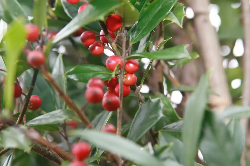 Foto de Ilex x attenuata 'Fosteri' (Ilex x attenuata 'Fosteri's)