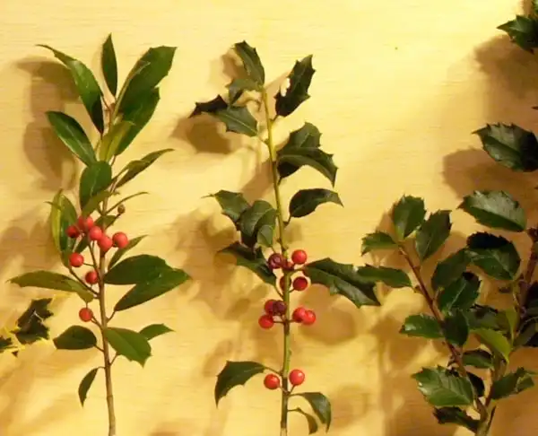 Foto de Ilex x attenuata 'Fosteri' - Leaves/fruit:Maggie