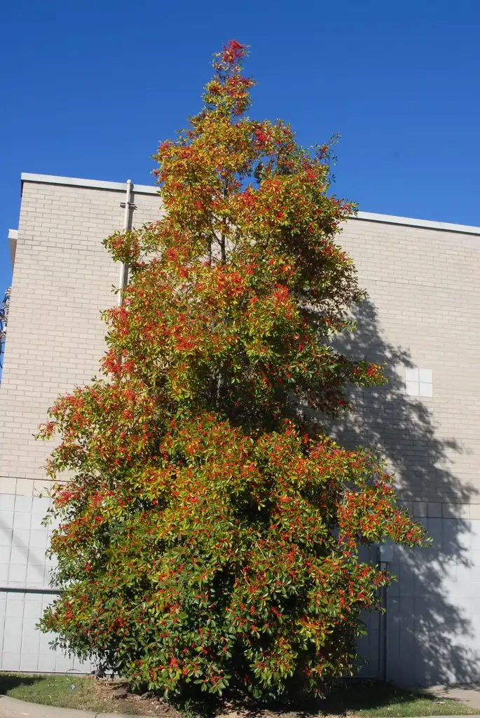Photo of Ilex x attenuata 'Savannah' (Ilex x attenuata 'Savannah's)