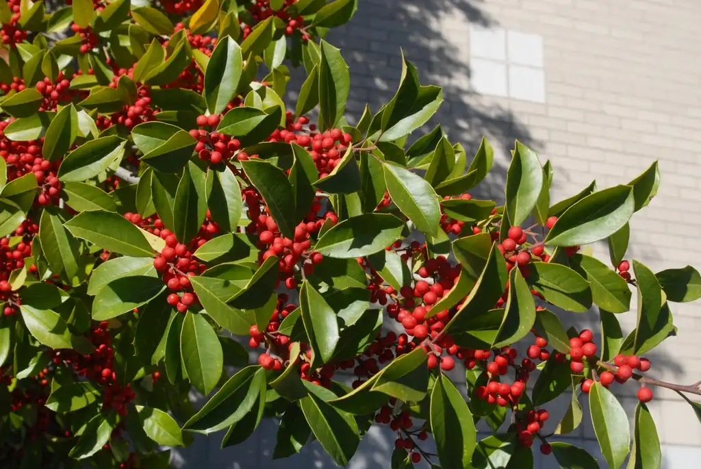 Photo of Ilex x attenuata 'Savannah' (Ilex x attenuata 'Savannah's)