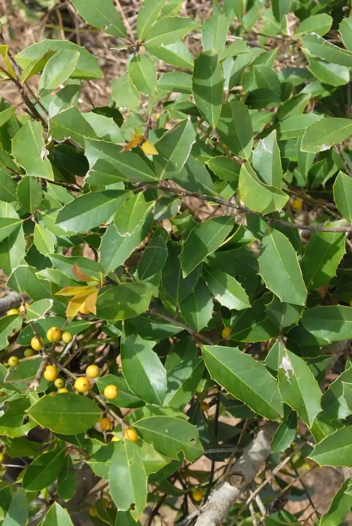 Photo of Ilex x attenuata 'Savannah' - Leaf and Fruit Closeup:Jim Robbins