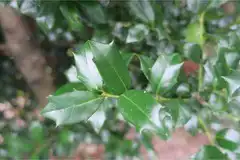Фото Ilex x 'Carolina Sentinel' (Ilex x 'Carolina Sentinel's)
