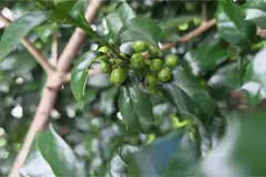 Фото Ilex x 'Carolina Sentinel' (Ilex x 'Carolina Sentinel's)