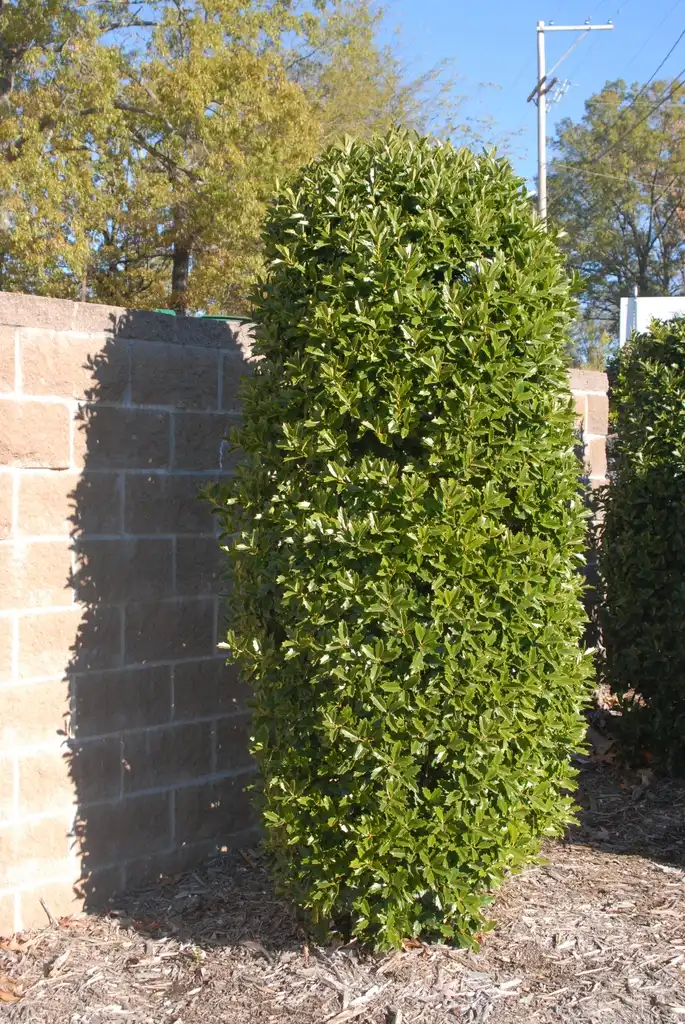 Photo of Ilex x 'Conaf' (Ilex x 'Conaf's)