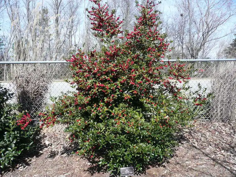 Photo of Ilex x 'Conaf' (Ilex x 'Conaf's)