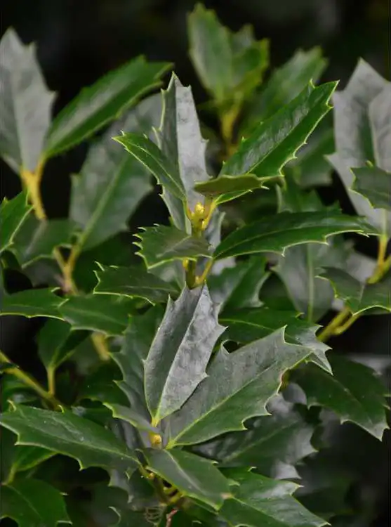 Photo of Ilex x 'Conaf' - Leaf Detail: