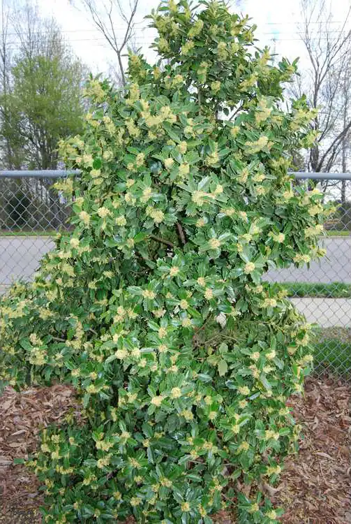 Photo of Ilex x 'Conaf' - Flower Form: