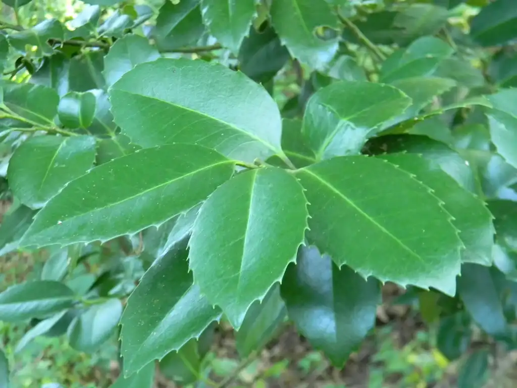 Photo of Ilex x 'Emily Bruner' (Ilex x 'Emily Bruner's)
