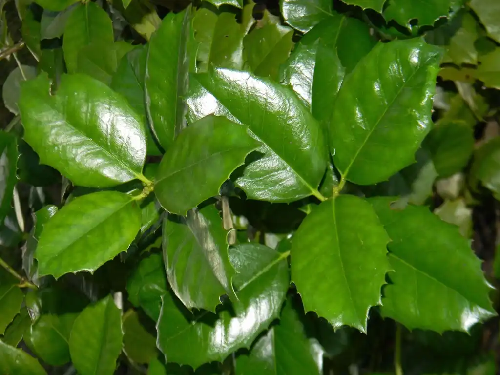 Photo of Ilex x 'Emily Bruner' (Ilex x 'Emily Bruner's)