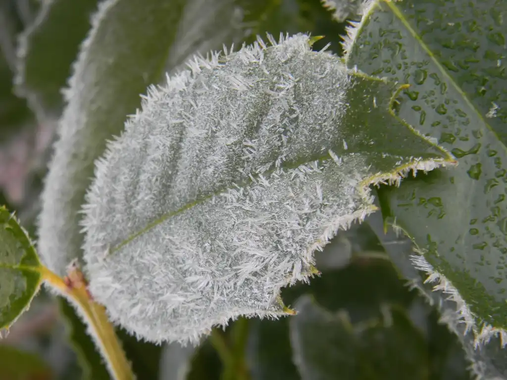 Photo of Ilex x 'Emily Bruner' - Leaf (Buncombe County, NC)-Winter:Randy Harter