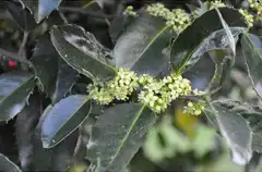 Photo of Ilex x koehneana 'Martha Berry' (Ilex x koehneana 'Martha Berry's)