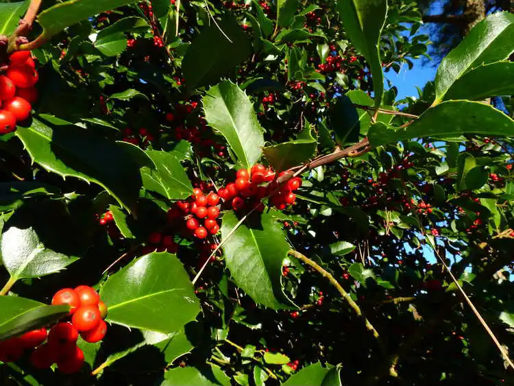 Photo of Ilex x koehneana 'Martha Berry' (Ilex x koehneana 'Martha Berry's)