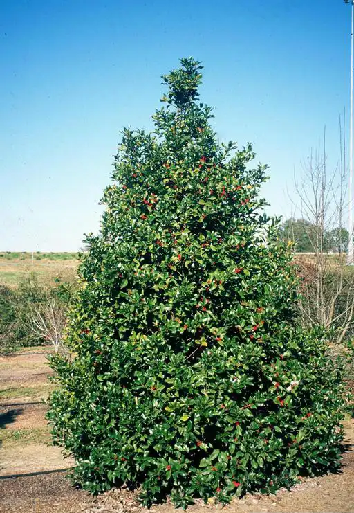 Photo of Ilex x koehneana 'Martha Berry' - Form:John Ruter, Univ. of Georgia, Bugwood.org