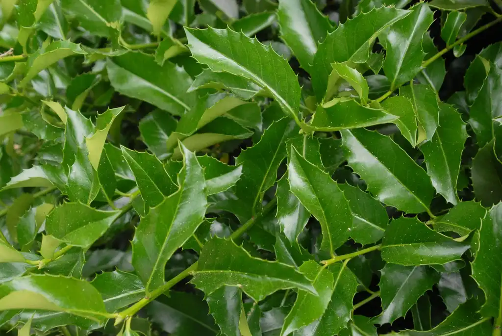 Foto de Ilex x koehneana 'San Jose' (Ilex x koehneana 'San Jose's)