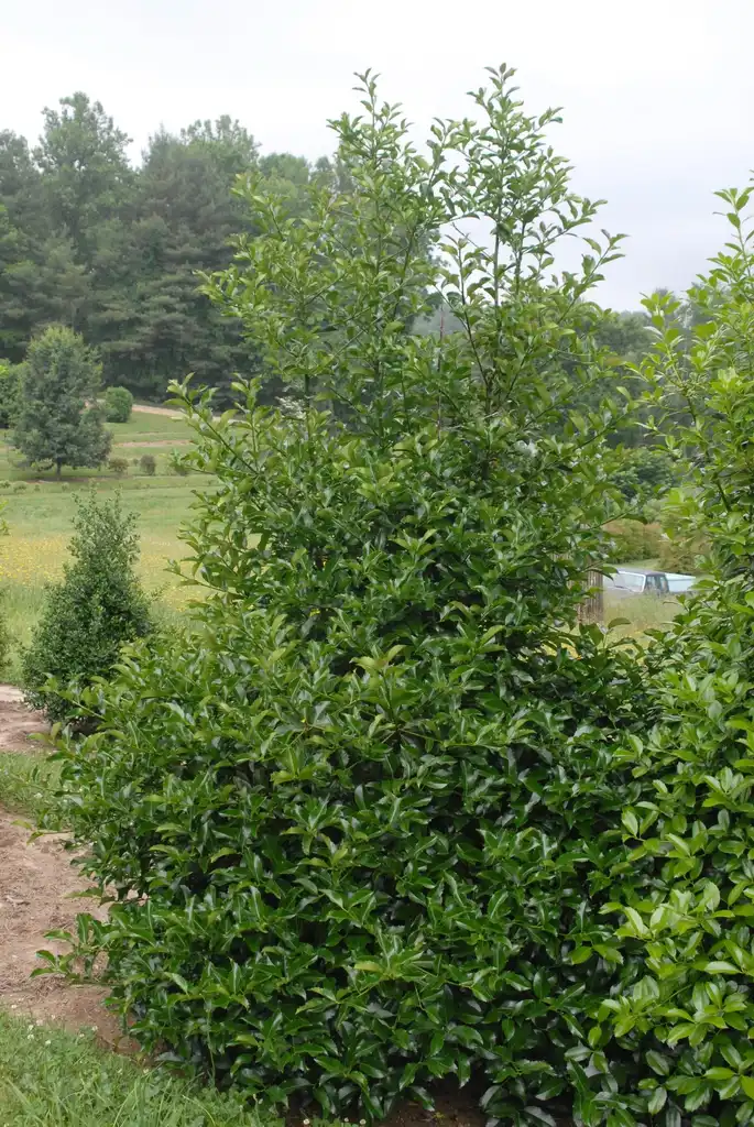 Foto de Ilex x koehneana 'San Jose' (Ilex x koehneana 'San Jose's)