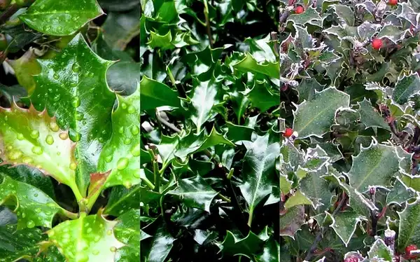 Photo of Ilex x meserveae (Ilex x meserveaes)