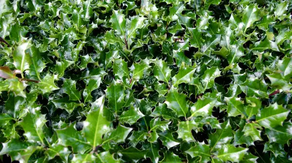 Photo of Ilex x meserveae (Ilex x meserveaes)