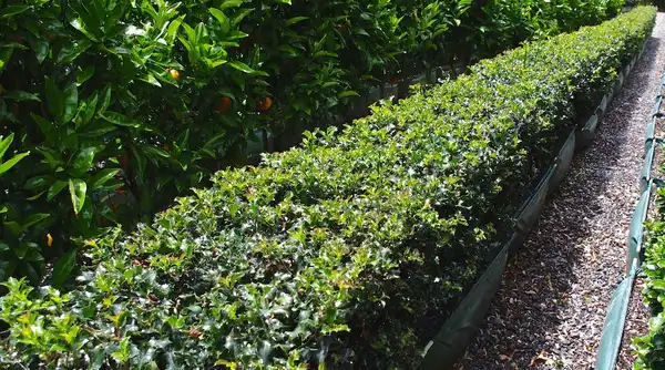 Photo of Ilex x meserveae - Pruned into a hedge:Twining_Valley_Nurseries