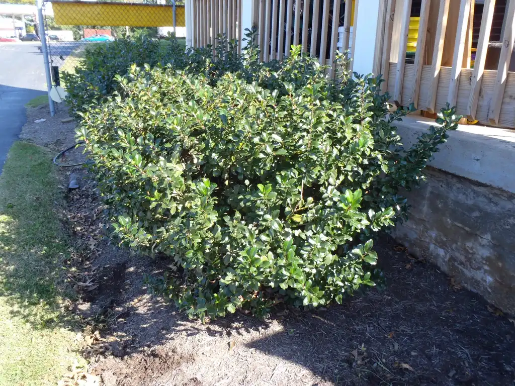 Photo of Ilex x meserveae - Ilex x meserveae Form:Jim Robbins