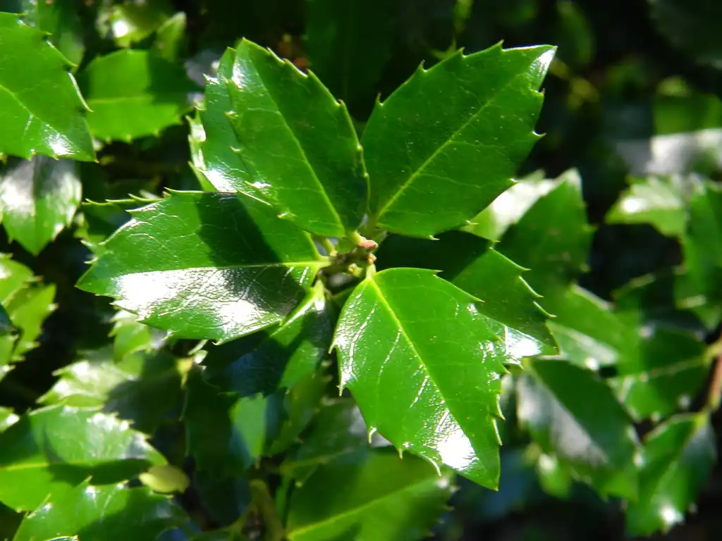 Photo of Ilex x meserveae - 'Blue Prince' Leaves (Buncombe County, NC):Randy Harter