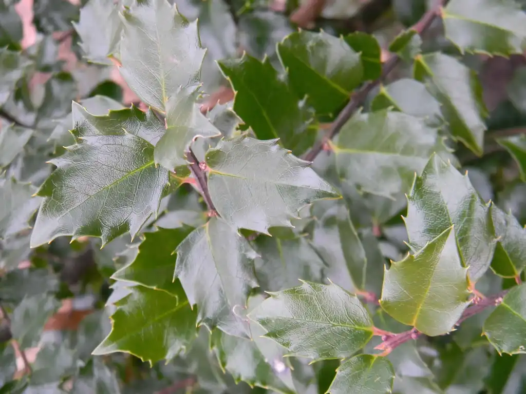 Photo of Ilex x meserveae - 'Blue Prince' Leaves Close-Up (Buncombe County,NC):Randy Harter