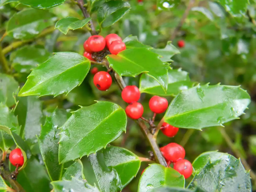 Photo of Ilex x meserveae - 'Blue Prince' Fruit and Leaves (Buncombe County, NC):Randy Harter