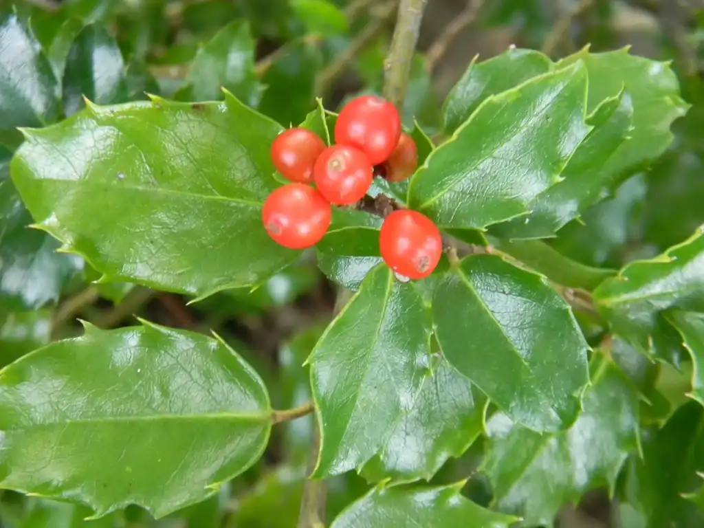 Photo of Ilex x meserveae - 'Blue Prince' Fruit Close-up (Buncombe County,NC):Randy Harter