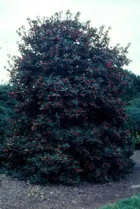 Фото Ilex x 'Nellie R. Stevens' (Ilex x 'Nellie R. Stevens's)