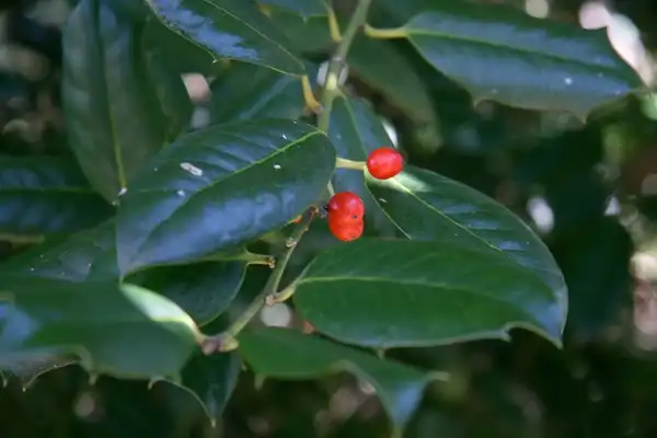 Фото Ilex x 'Nellie R. Stevens' (Ilex x 'Nellie R. Stevens's)