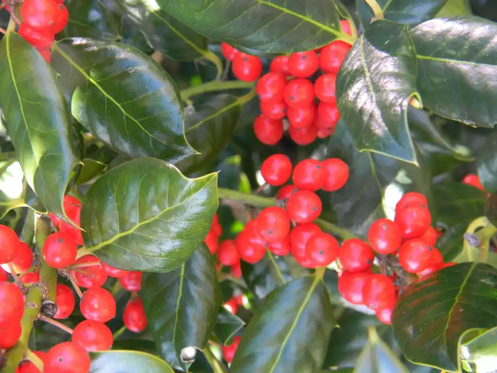 Фото Ilex x 'Nellie R. Stevens' - Fruit Close-up (Buncombe County,NC):Randy Harter