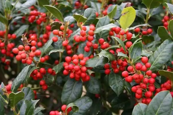 Фото Ilex x 'Nellie R. Stevens' - Ilex x 'Nellie R. Stevens':Little Gem Trees