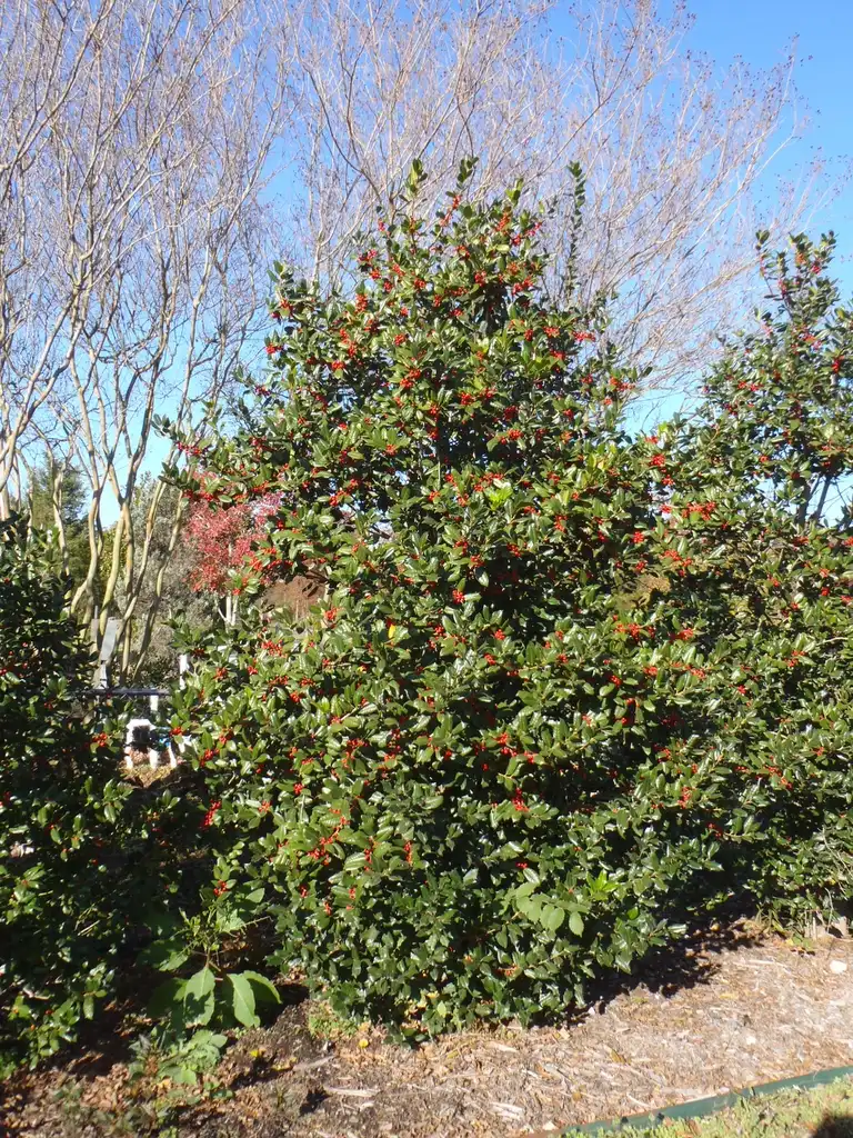 Фото Ilex x 'Nellie R. Stevens' - Fruit Form:Jim Robbins