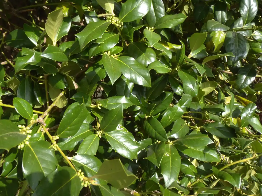 Фото Ilex x 'Nellie R. Stevens' - Leaves:Jim Robbins