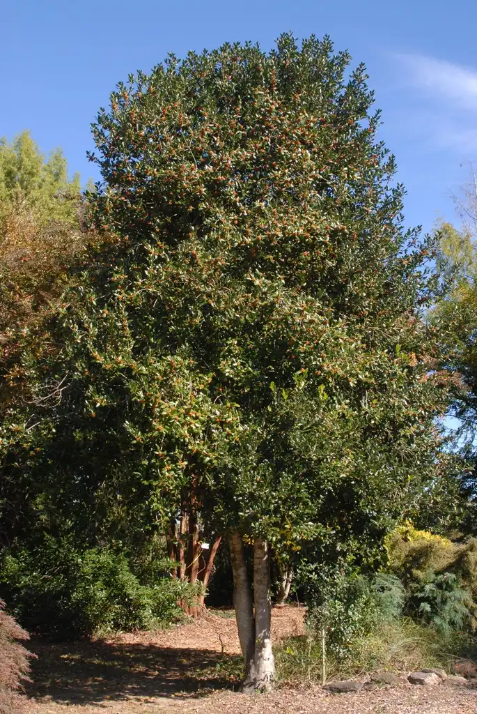 Фото Ilex x 'Nellie R. Stevens' - Growth Habit:Jim Robbins