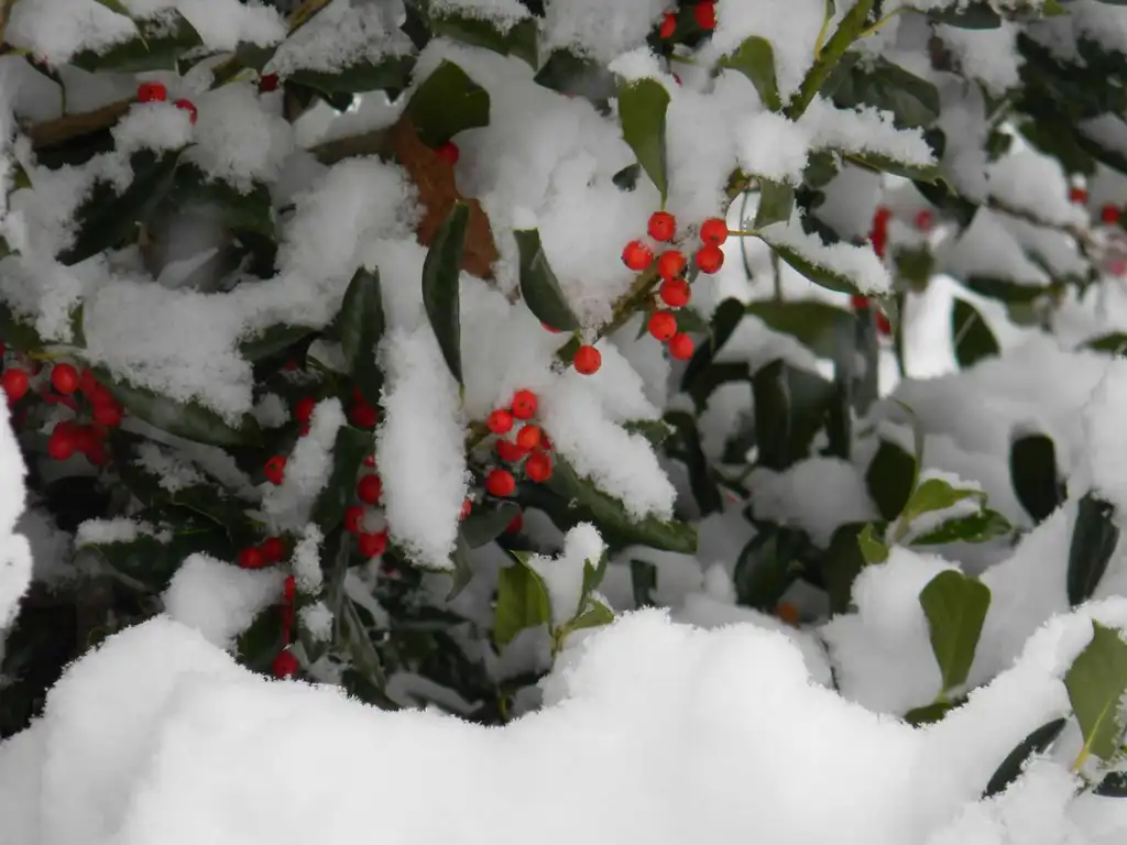 Фото Ilex x 'Nellie R. Stevens' - Fruit (Buncombe County, NC)-Winter:Randy Harter