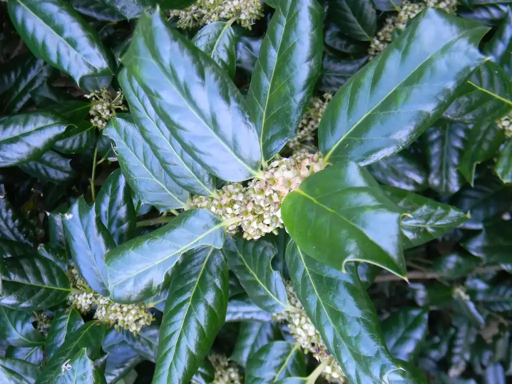 Фото Ilex x 'Nellie R. Stevens' - Leaves Close-Up (Buncombe County,NC):Randy Harter