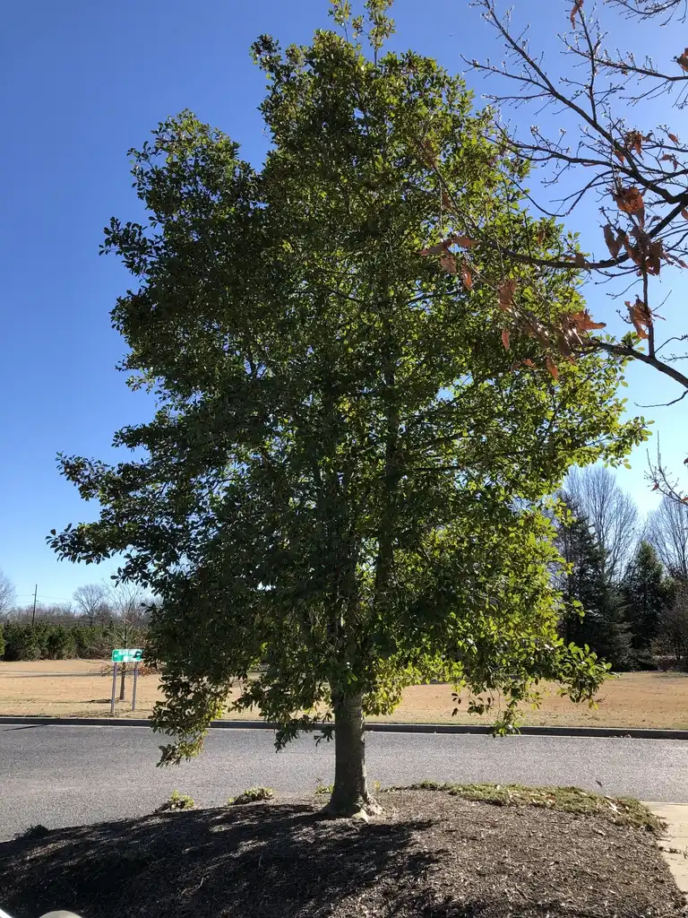 Photo of Ilex x 'Savannah' (Ilex x 'Savannah's)