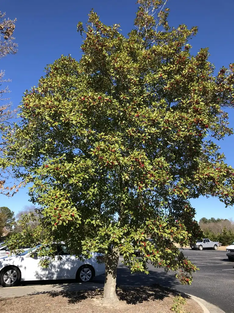 Photo of Ilex x 'Savannah' (Ilex x 'Savannah's)
