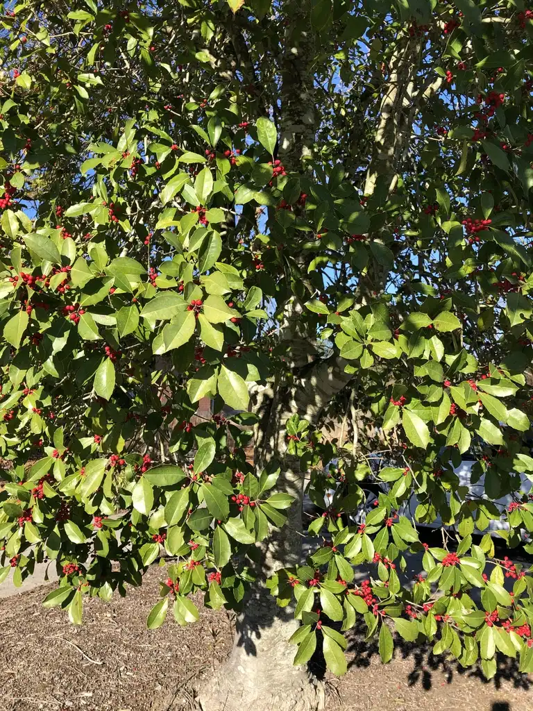 Photo of Ilex x 'Savannah' - Leaves and fruits provide winter interest, Pitt County Arboretum:Jeannette Debs