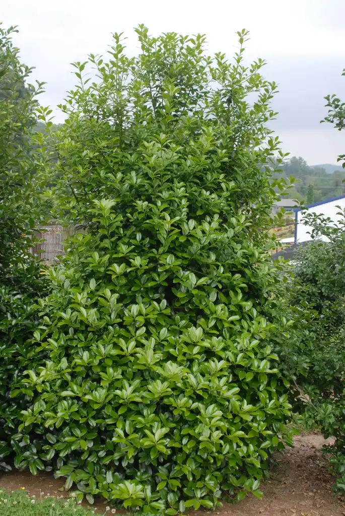 Photo of Ilex x 'Scepter' (Ilex x 'Scepter's)