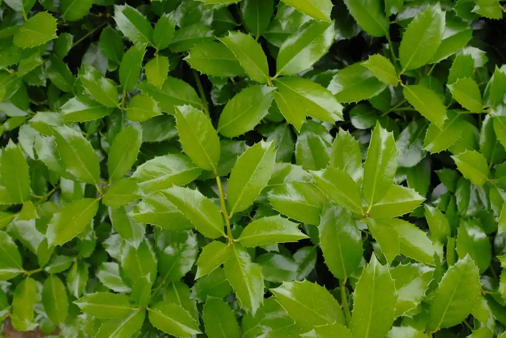 Photo of Ilex x 'Scepter' (Ilex x 'Scepter's)