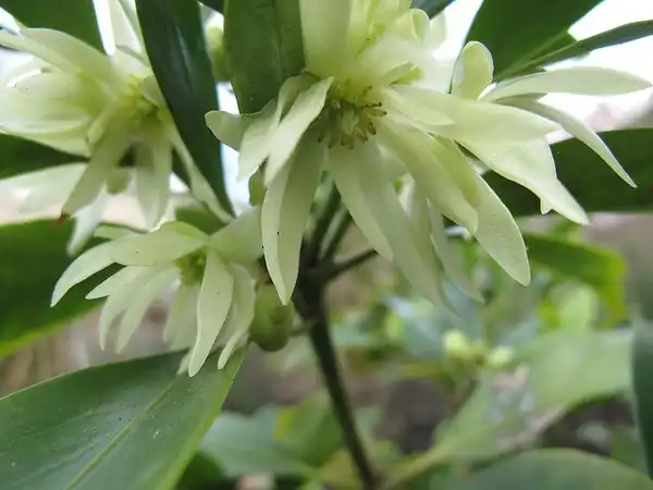 Фото Illicium anisatum (Illicium anisatums)