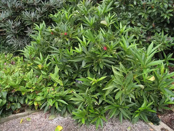 Foto de Illicium floridanum 'Aztec Fire' (Illicium floridanum 'Aztec Fire's)